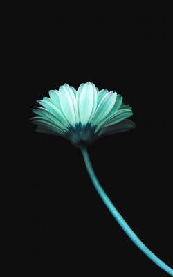 ipad3 Wallpaper