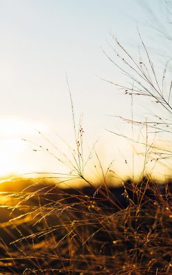 Bushes in the Sun