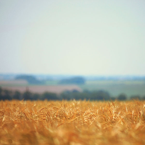 papers.co-ma05-zwind-field-flower-minimal-nature-wallpaper