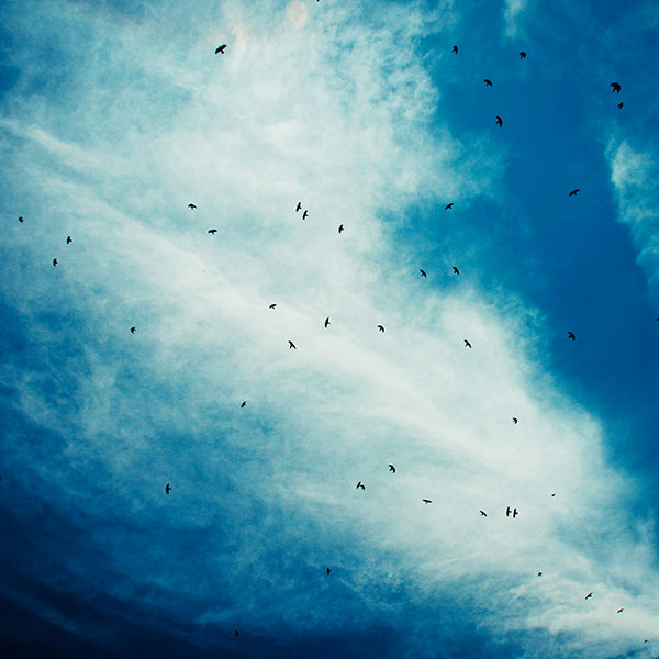 papers.co-ma14-blue-birds-sky-animal-nature-wallpaper