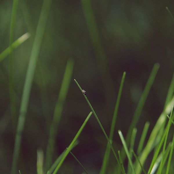 papers.co-ma50-grassy-leaf-flower-nature-wallpaper