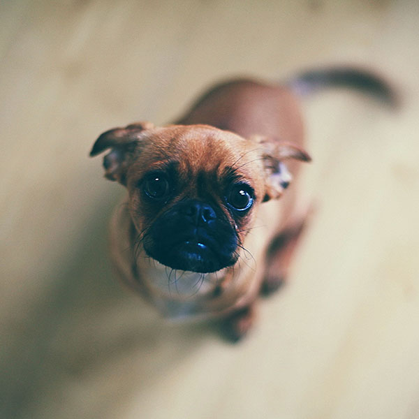 papers.co-mb10-wallpaper-feed-me-animal-dog-wallpaper