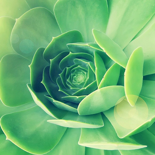 papers.co-mb81-wallpaper-143-i-green-leaf-flower-wallpaper