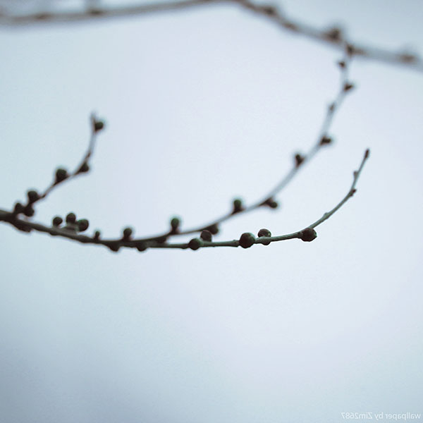 papers.co-mc51-wallpaper-from-nowhere-tree-blue-wallpaper