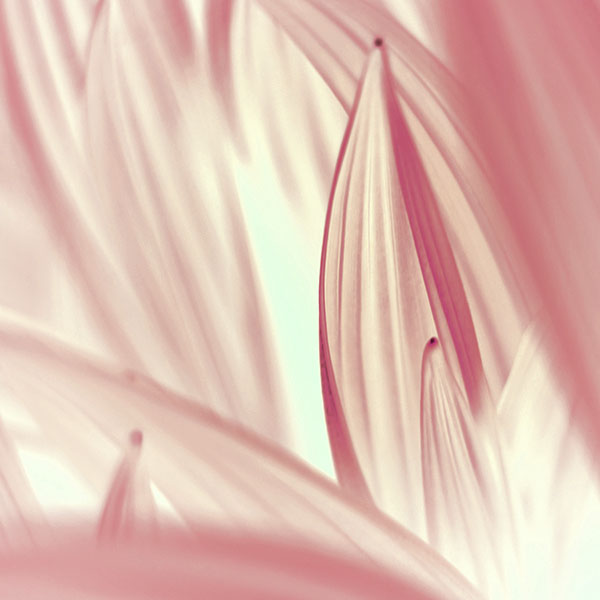 papers.co-md78-leaf-nature-red-wallpaper