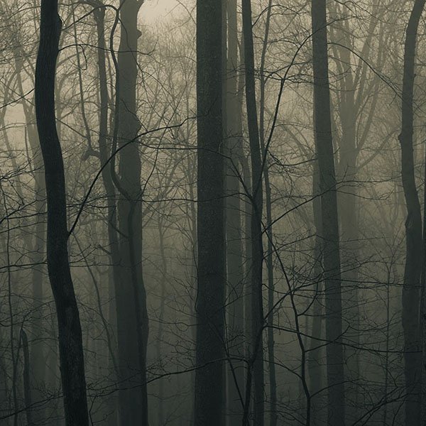 papers.co-md93-zing-trees-wood-mountain-wallpaper