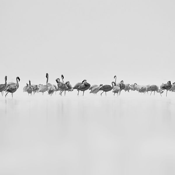 papers.co-me81-flamingos-white-peace-animal-nature-birds-wallpaper