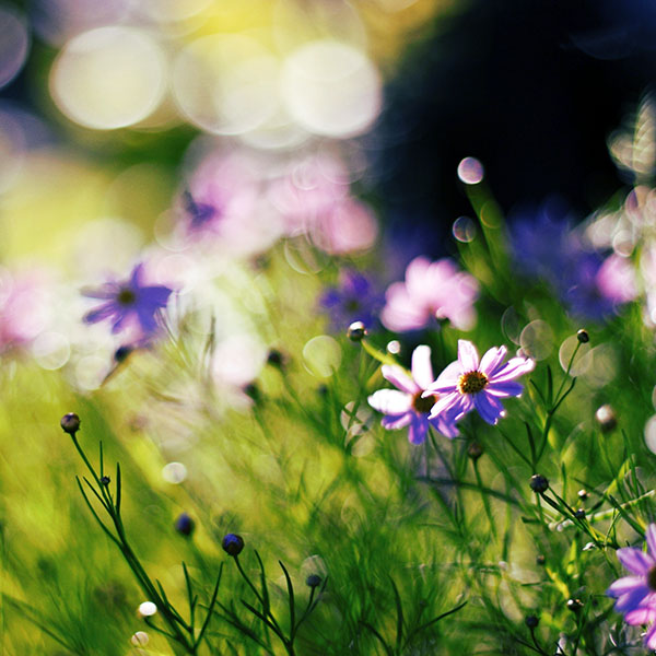 papers.co-mf32-flower-bokeh-spring-days-delicious-wallpaper