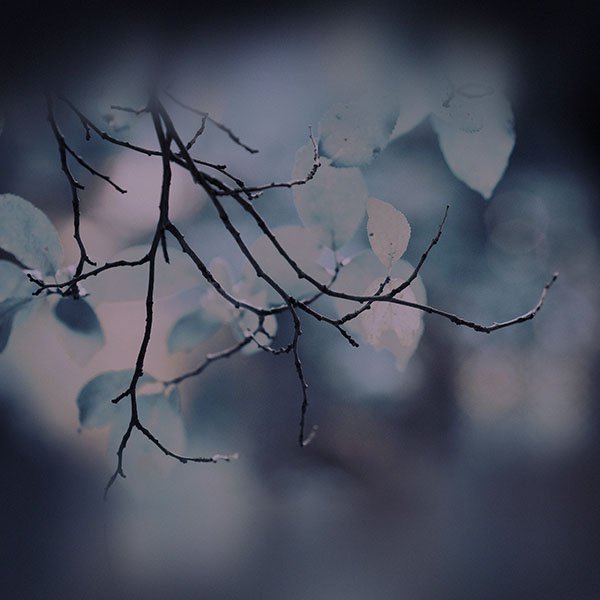 papers.co-mg28-leaf-green-tree-sleeping-dark-wood-nature-wallpaper