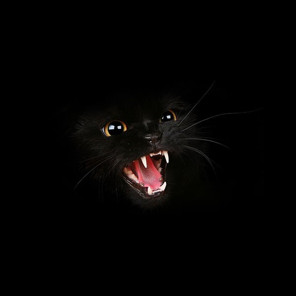 papers.co-mj54-black-cat-roar-animal-cute-wallpaper