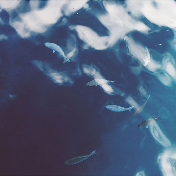 papers.co-mo69-water-lake-fish-nature-blue-wallpaper