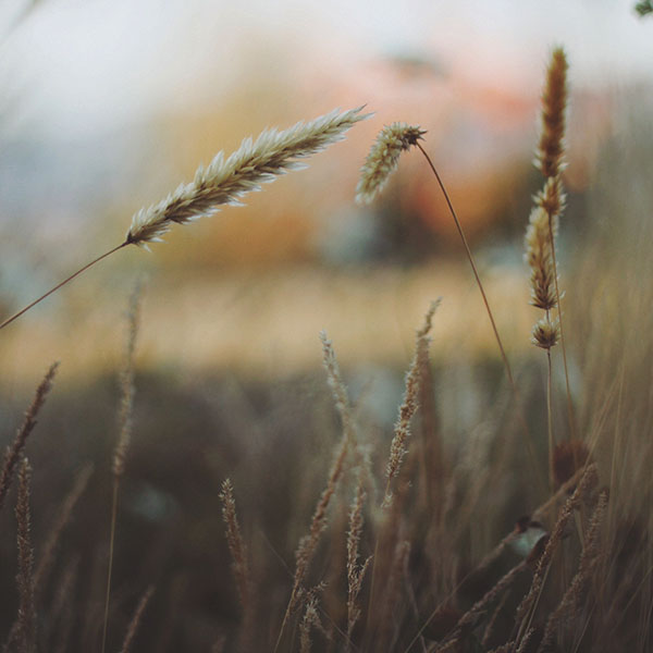 papers.co-mp34-reed-flower-nature-field-wallpaper