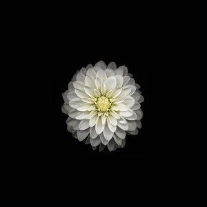 papers.co-ac91-wallpaper-apple-iphone6-plus-ios8-flower-white-1-wallpaper1