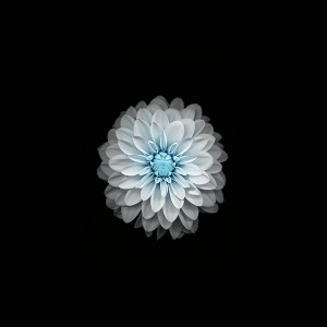 papers.co-ac92-wallpaper-apple-iphone6-plus-ios8-flower-blue-1-wallpaper2