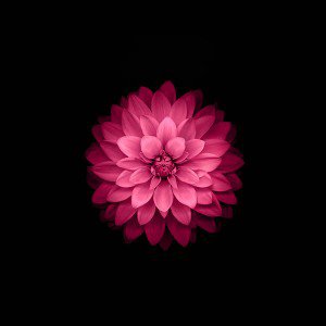 papers.co-ad40-apple-red-lotus-iphone6-plus-ios8-flower-1-wallpaper