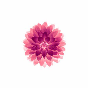 papers.co-ad77-apple-red-on-white-lotus-iphone6-plus-ios8-flower-1-wallpaper