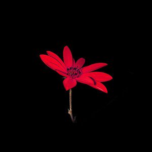 papers.co-ao00-flower-red-nature-art-dark-minimal-simple-1-wallpaper