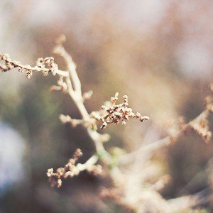 papers.co-ma18-blossom-flower-nature-1-wallpaper1