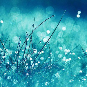papers.co-ma19-grass-dew-flower-nature-1-wallpaper1