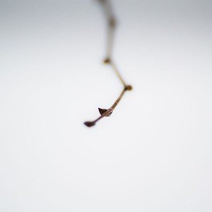 papers.co-ma61-xi-1-tree-minimal-nature-1-wallpaper