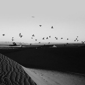 papers.co-mb31-wallpaper-flights-of-birds-desert-1-wallpaper