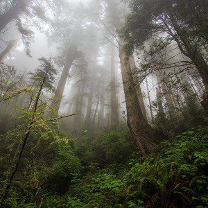 The Mist