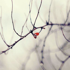 papers.co-mb75-wallpaper-water-winter-tree-flower-1-wallpaper
