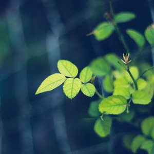 Greenish wallpaper - i5yal