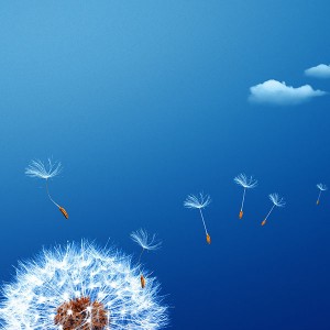 papers.co-mc46-wallpaper-fly-flower-dandelion-1-wallpaper