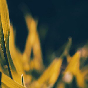 papers.co-mc65-wallpaper-herb-c-leaf-nature-1-wallpaper1