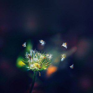 papers.co-mc82-wallpaper-blowing-dandelion-flower-1-wallpaper
