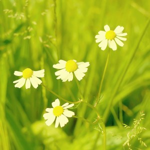 papers.co-mc91-wallpaper-spring-flower-white-grass-nature-1-wallpaper