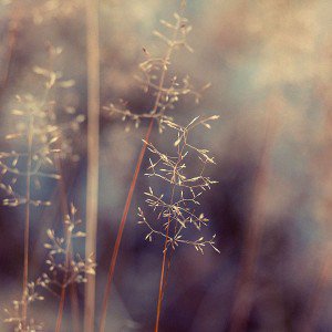 papers.co-mc98-wallpaper-september-leaf-field-nature-1-wallpaper