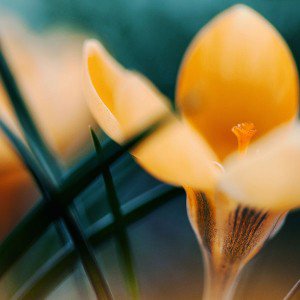 papers.co-md32-wallpaper-yellow-orange-crocus-flower-nature-1-wallpaper
