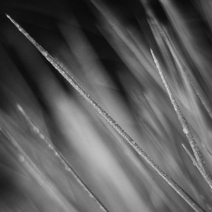 papers.co-md46-wallpaper-nature-grass-leaf-dark-soft-1-wallpaper
