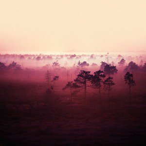 papers.co-md53-sunset-wood-nature-red-1-wallpaper