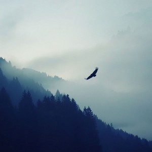 papers.co-md67-eagle-mountain-fly-animal-1-wallpaper