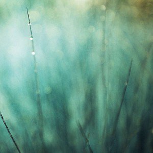 papers.co-md82-raindrops-green-nature-1-wallpaper