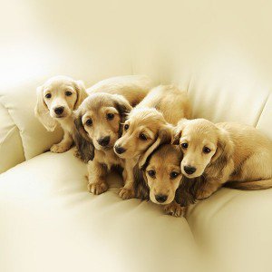 papers.co-me10-puppy-retriever-family-animal-1-wallpaper