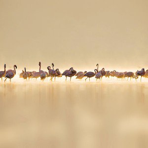 papers.co-me79-flamingos-peace-animal-nature-birds-1-wallpaper
