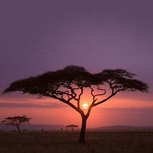 papers.co-mf03-solo-tree-safari-africa-sunset-1-wallpaper