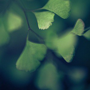 papers.co-mf57-good-luck-blue-clovers-leaf-nature-1-wallpaper