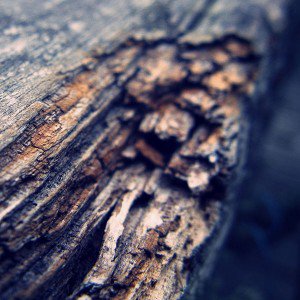 papers.co-mf65-old-tree-nature-1-wallpaper
