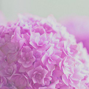 papers.co-mg39-red-hortensia-flower-beautiful-nature-1-wallpaper