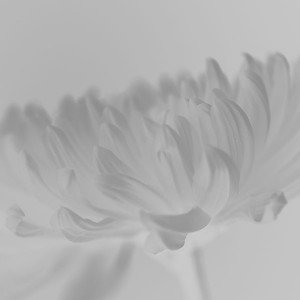 papers.co-mg55-silk-flower-white-mutant-nature-1-wallpaper
