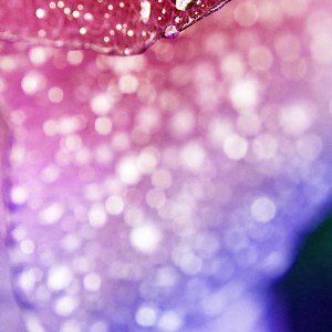 papers.co-mg99-oasis-red-leaf-shiny-rained-after-morning-nature-1-wallpaper