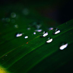 papers.co-mh10-water-drops-nature-dark-leaf-after-rain-forest-1-wallpaper