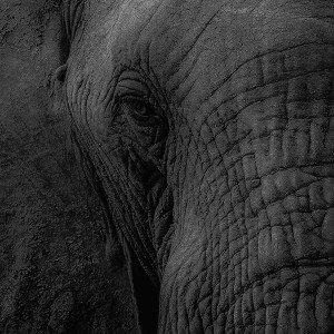 papers.co-mh89-elephant-eye-animal-nature-1-wallpaper