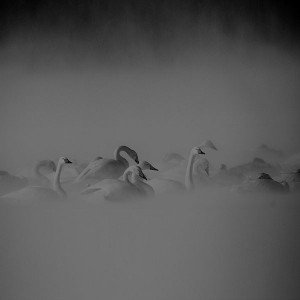 papers.co-mi26-swan-birds-nature-animal-dark-1-wallpaper