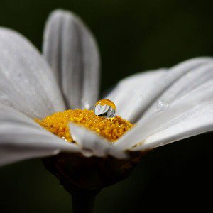 papers.co-mi86-white-flower-rain-drop-nature-1-wallpaper